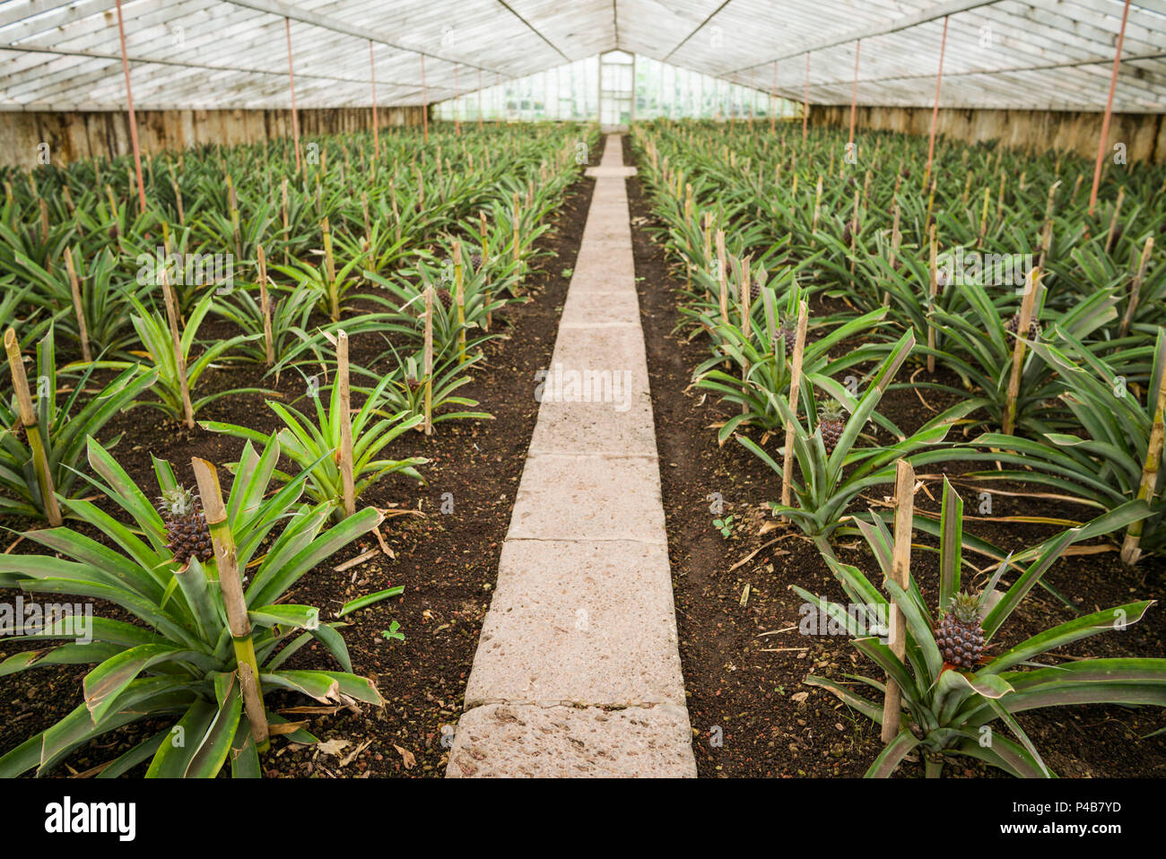 Portugal, Azores, Sao Miguel Island, Ponta Delgada, native Sao Miguel