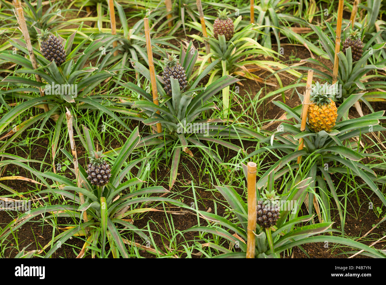 Portugal, Azores, Sao Miguel Island, Ponta Delgada, native Sao Miguel