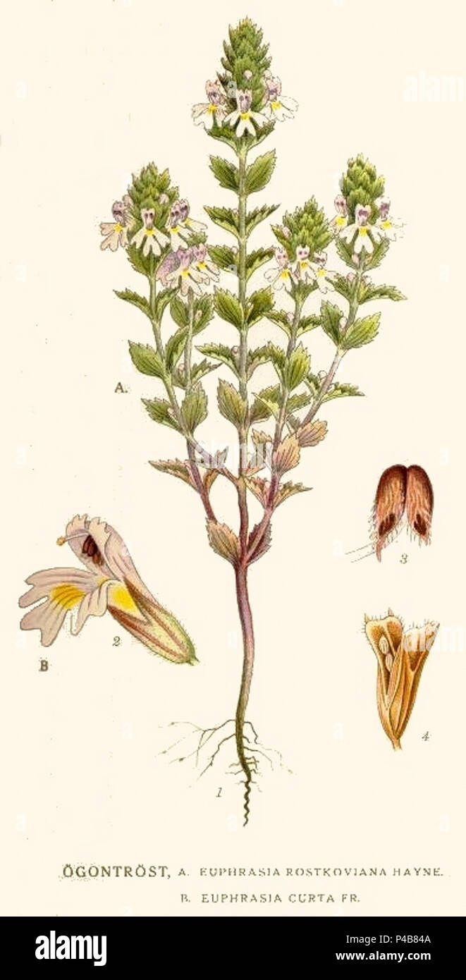 118 Euphrasia rostkoviana. Stock Photo