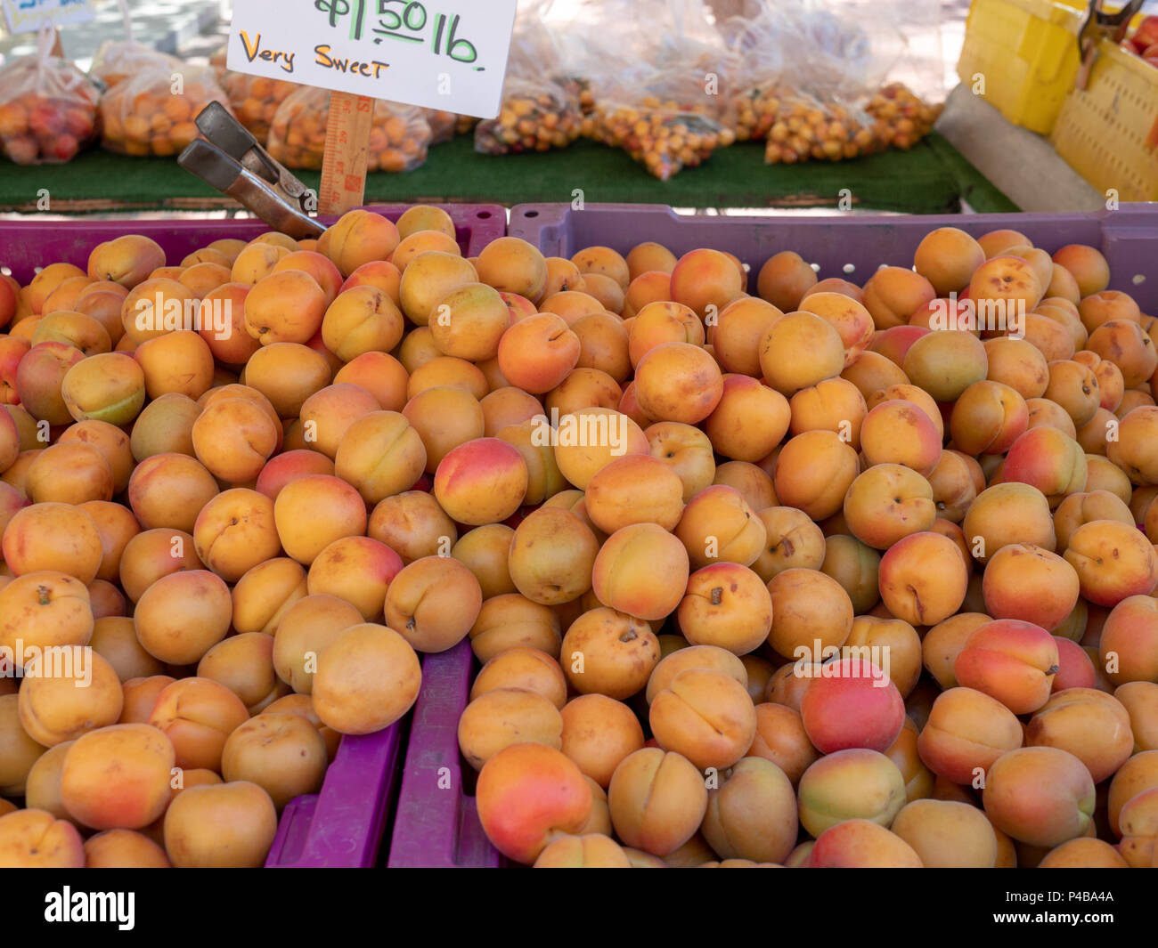 A large pile of sweet apricots for sale at a farmer’s market stand