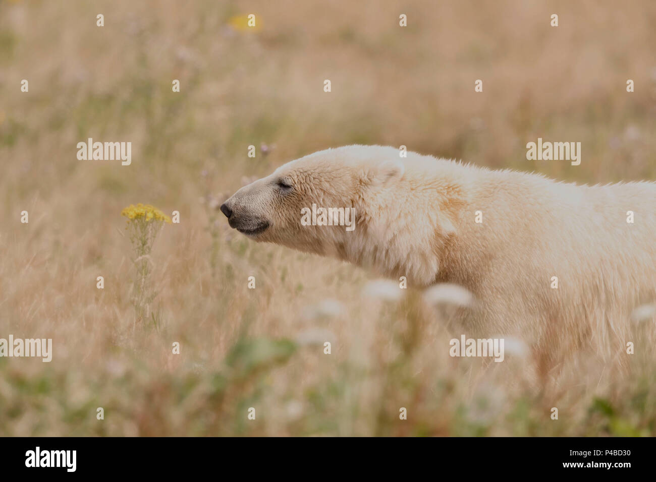 Polar bear in summer field Stock Photo