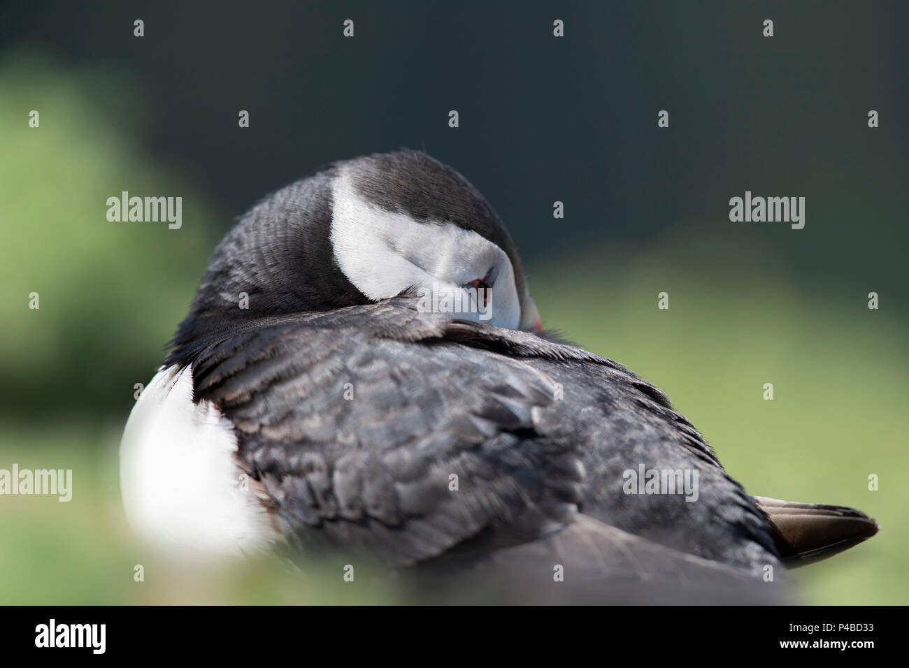 Puffin cute on Island surrounded by green foliage and sky Stock Photo