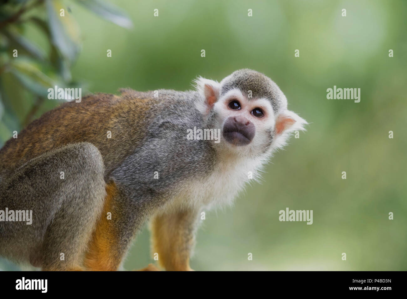 Spider monkey looking and gazing up cute Stock Photo