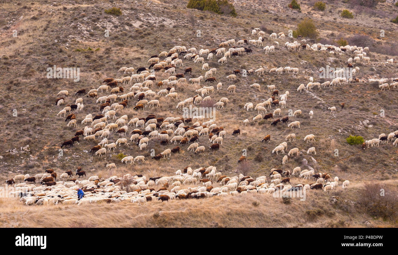 Spain, Soria province, flock of sheep Stock Photo