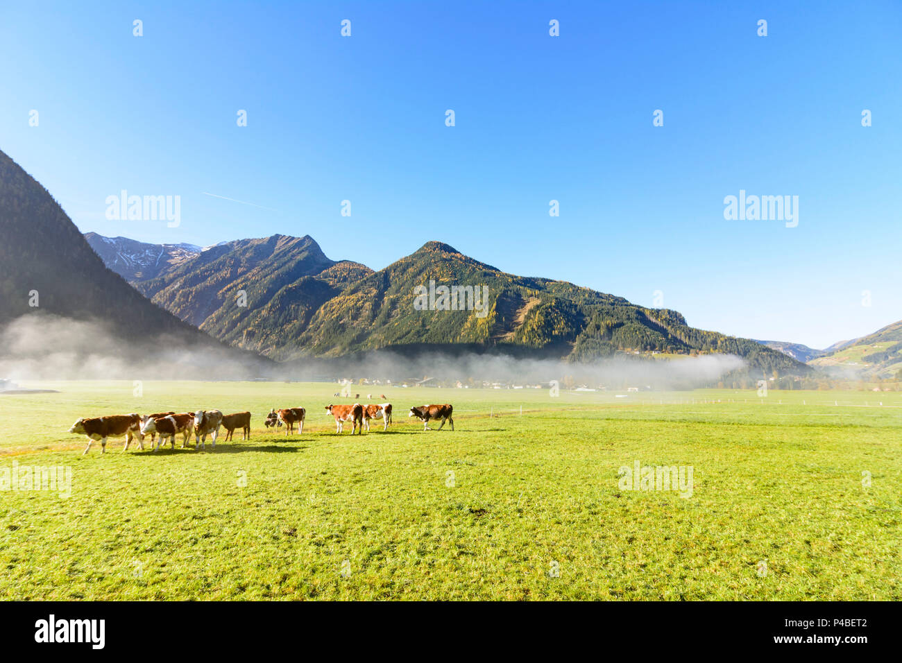 Neukirchen am Großvenediger, cows, houses, Salzach valley, mountain Hohe Tauern, morning mist, Pinzgau, Salzburg, Austria Stock Photo