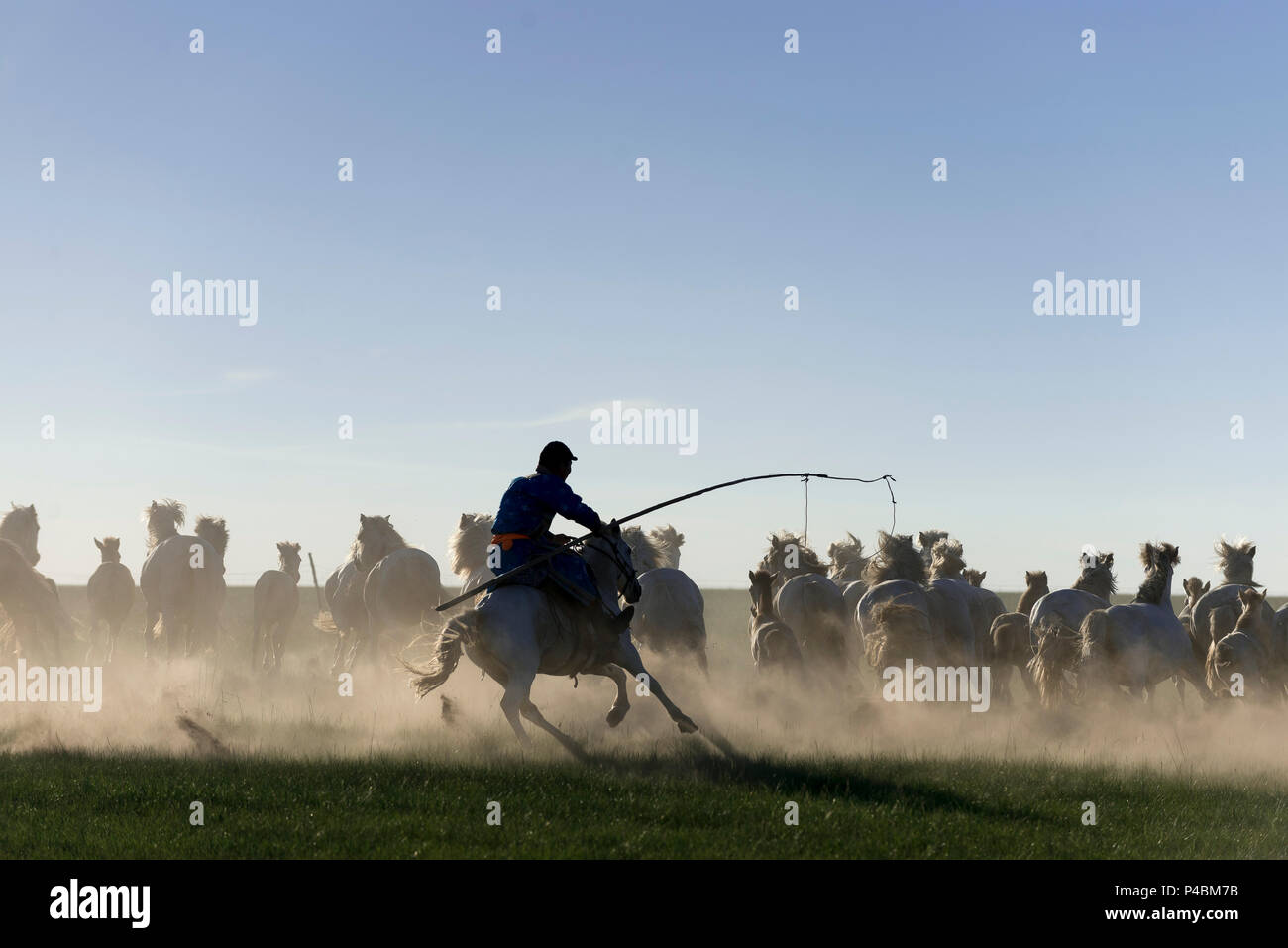 Uurga Horsemen carries rope and pole urga or lasso, while herding Mongolian ...