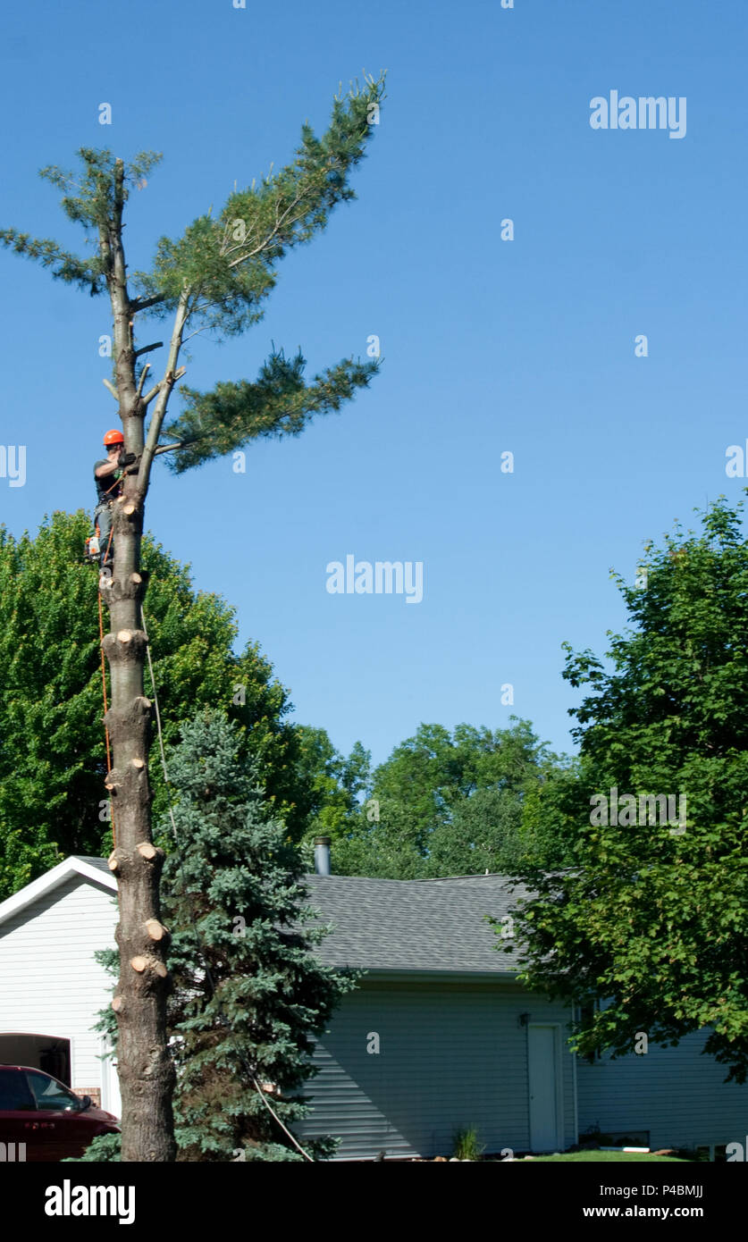 Man Climbing Tree to Cut Branches Stock Photo Alamy
