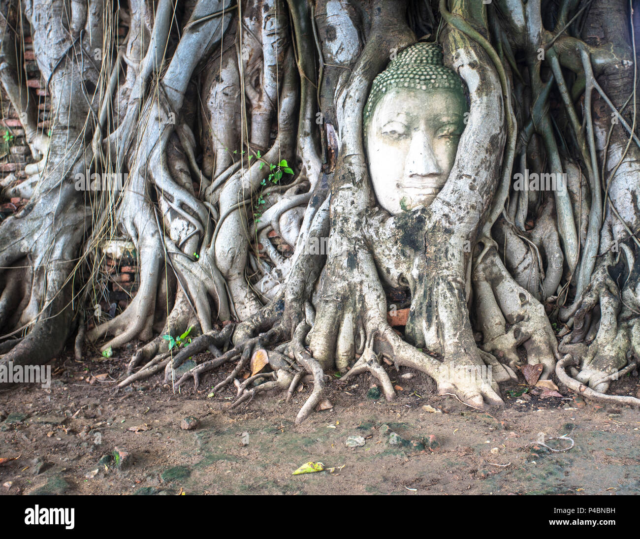 Buddha head in the tree, Ayutthaya Thailand Stock Photo