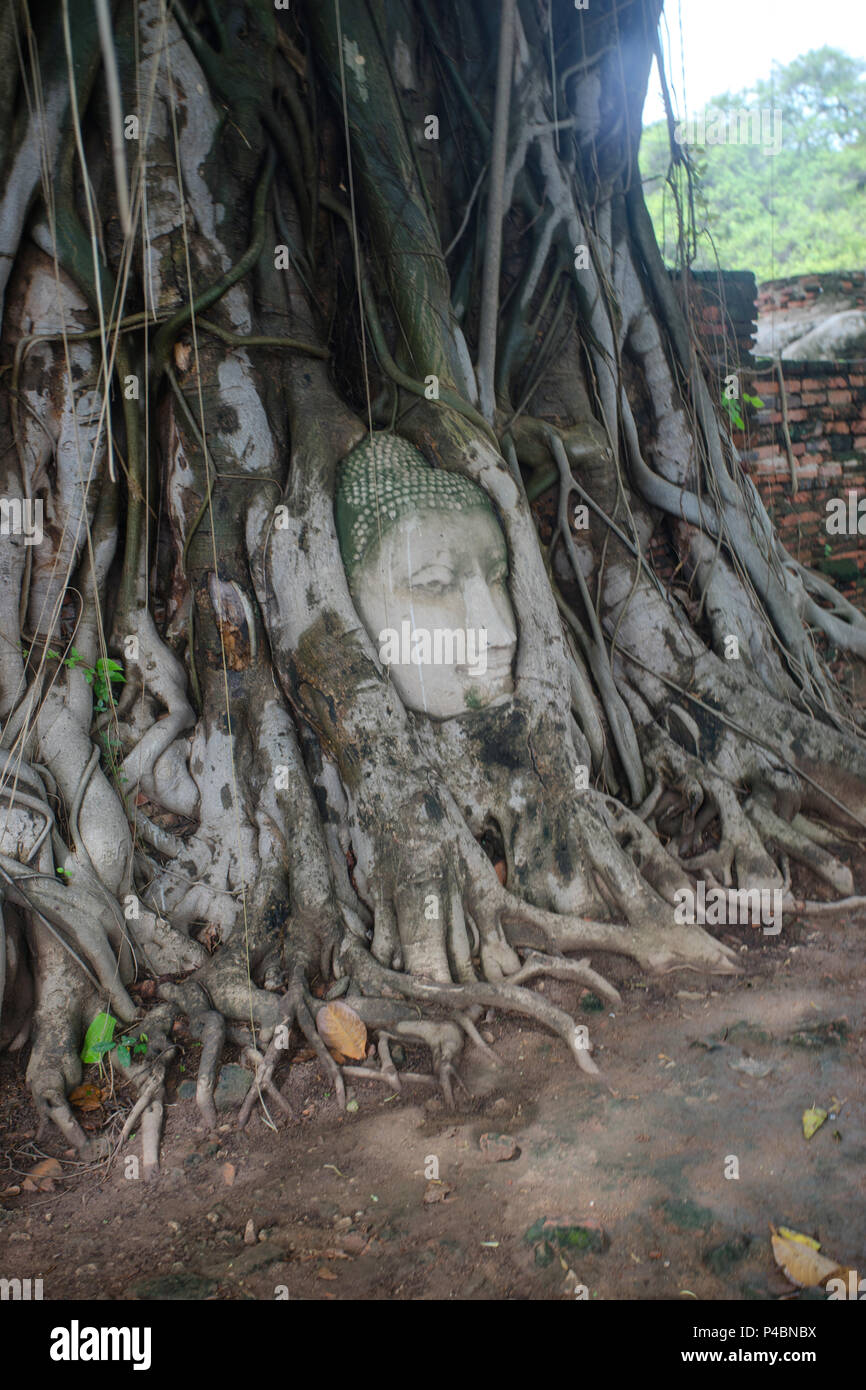 Another angle of Buddha Head in the tree, Ayutthaya Thailand Stock Photo