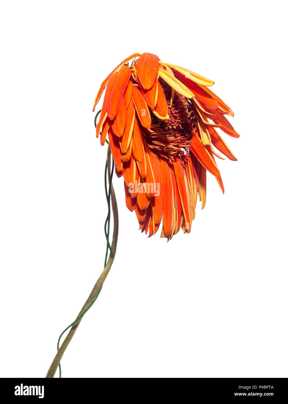 Withered flower of Gerbera (genus of plants in the Asteraceae or daisy