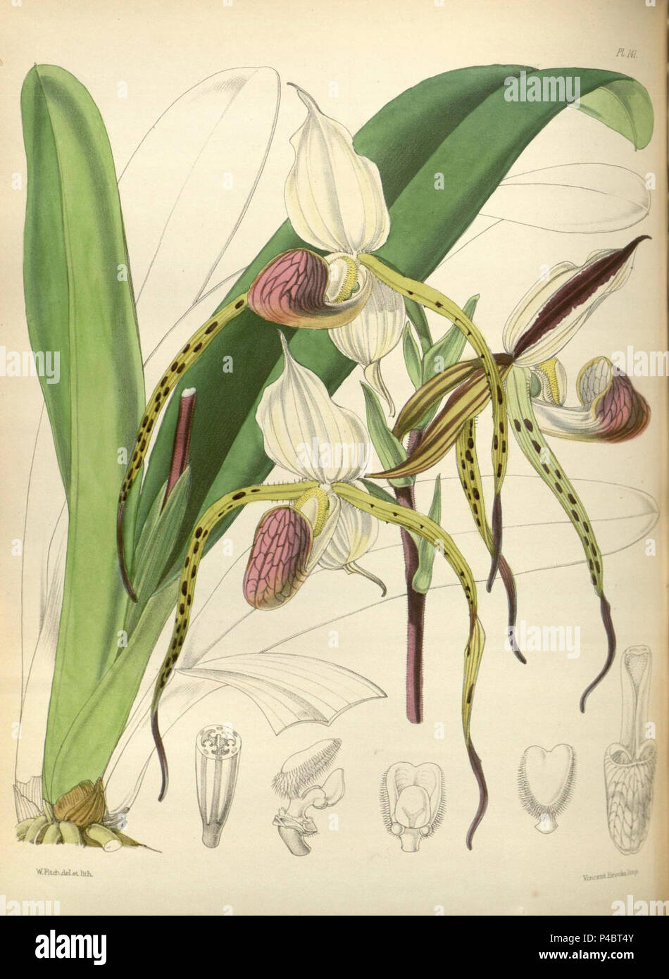 141 A second century of orchidaceous plants (8360498225). Stock Photo