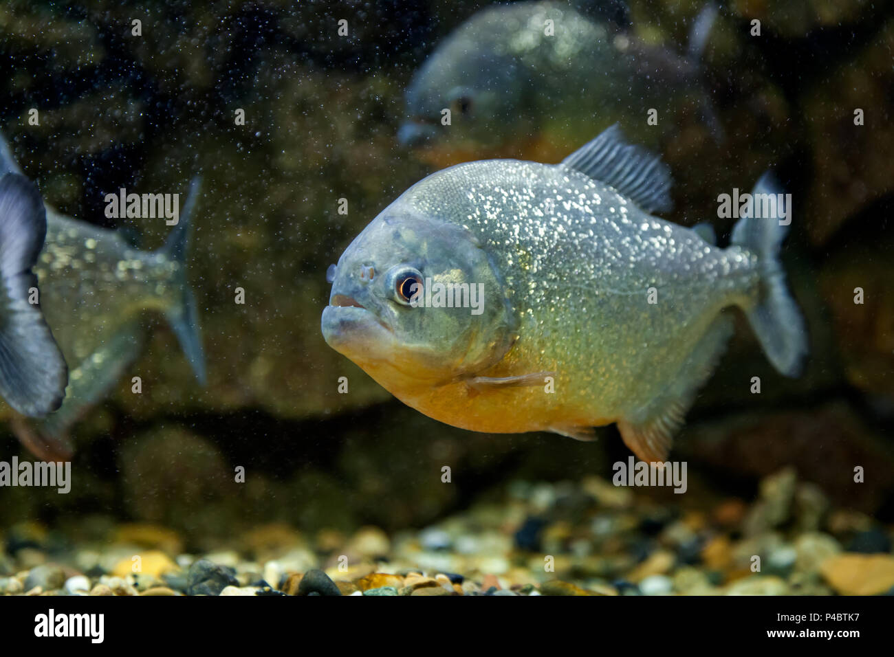 Close-up of piranha fish floating and looking at the camera in an aquarium Stock Photo