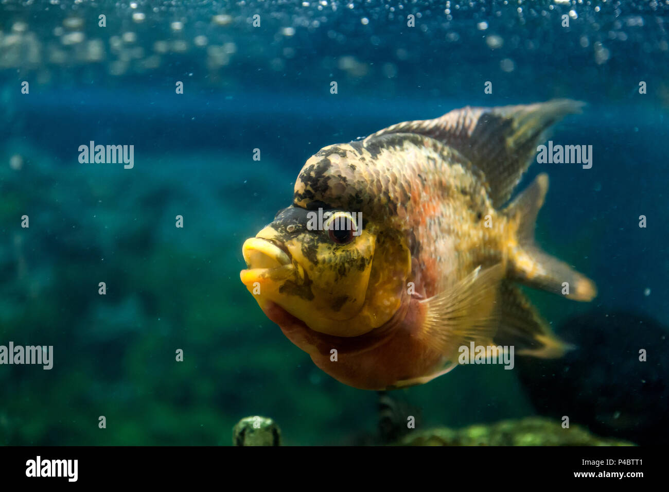 Close-up of  frontosa fish floating and looking at the camera in an aquarium Stock Photo