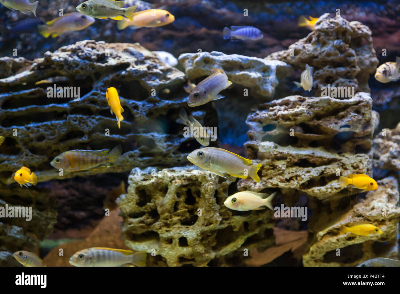 Close-up of  many fishes: aphyocharax rathbuni  floating and looking at the camera in an aquarium Stock Photo
