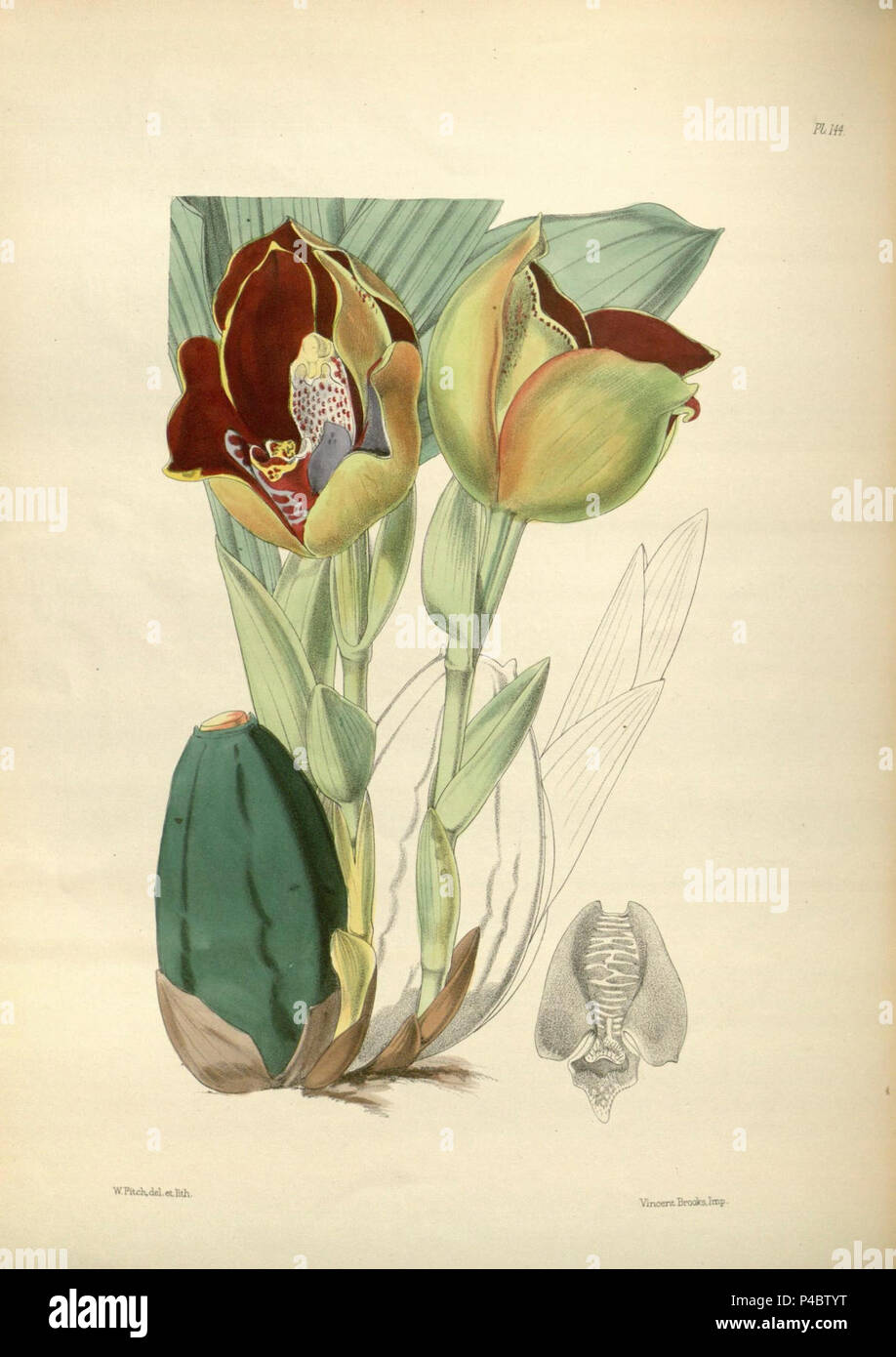 144 A second century of orchidaceous plants (8360499671). Stock Photo
