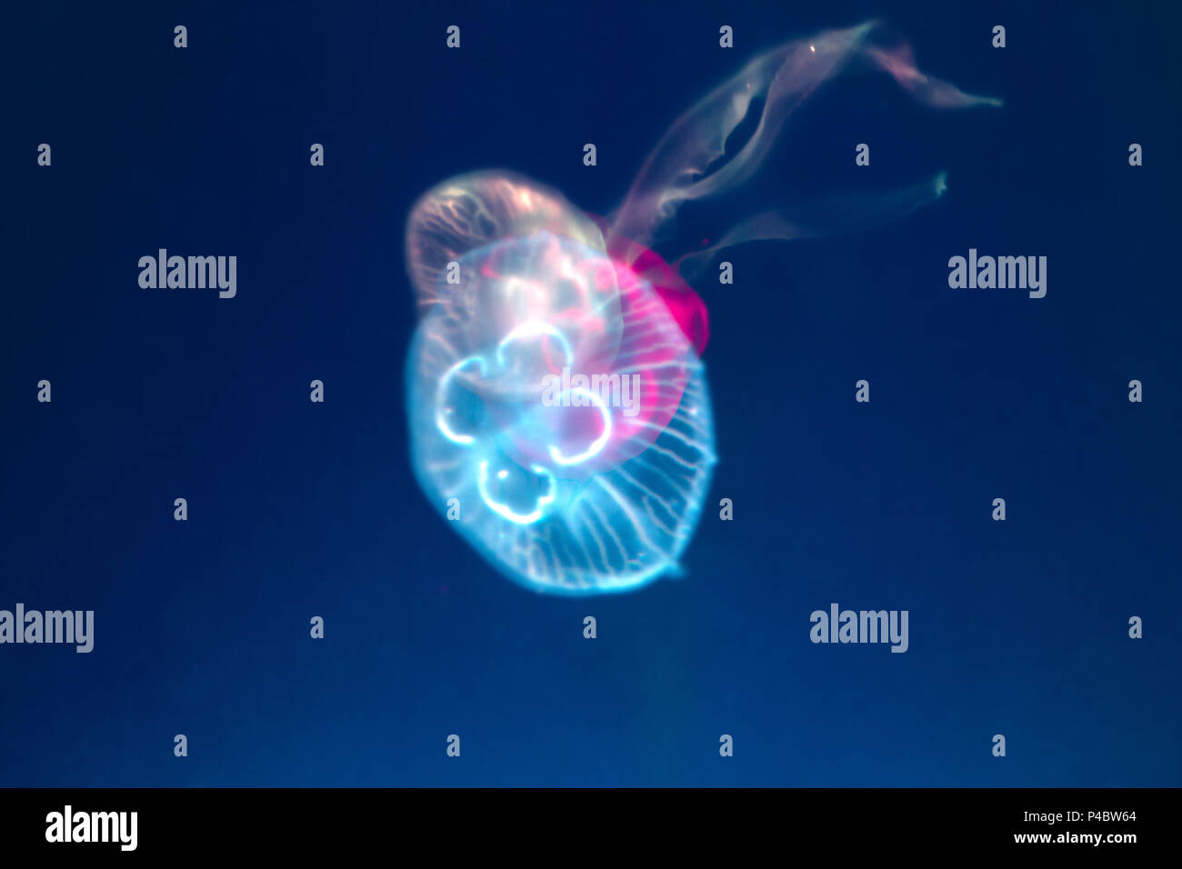 Abstract blur colorful shape jellyfishs deep underwater sea background. Stock Photo