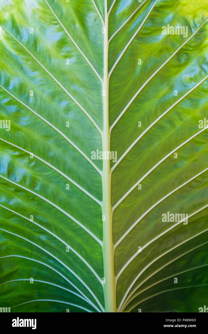 Close up fresh big green leaf in the nature Stock Photo - Alamy