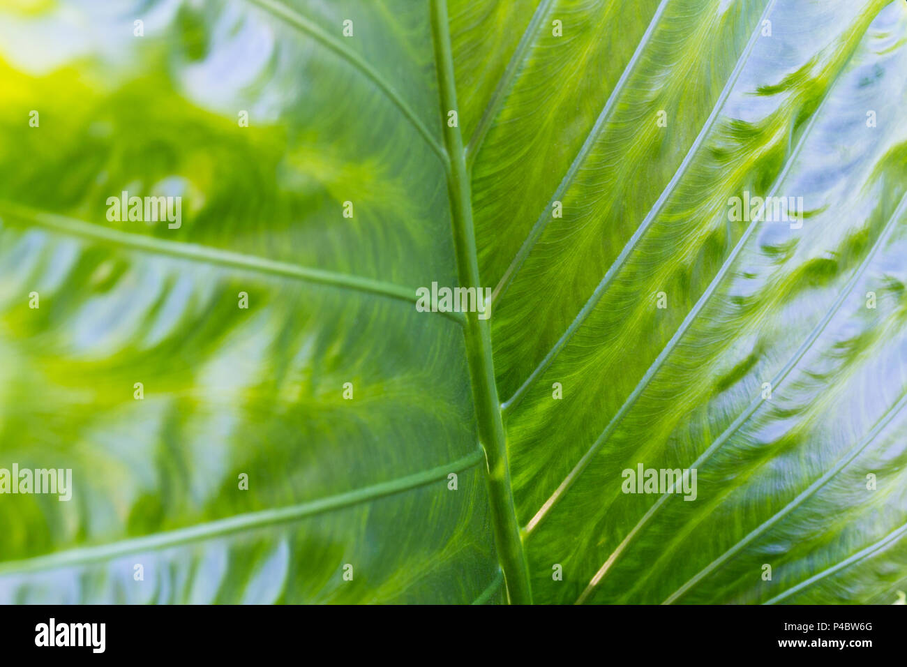 Close up fresh big green leaf in the nature Stock Photo - Alamy