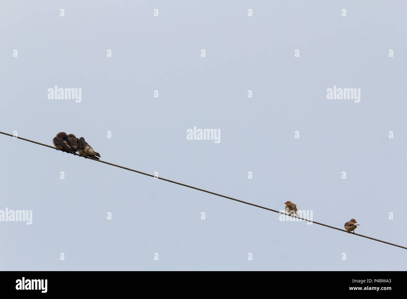 Small birds sitting on wire with blue sky background Stock Photo - Alamy