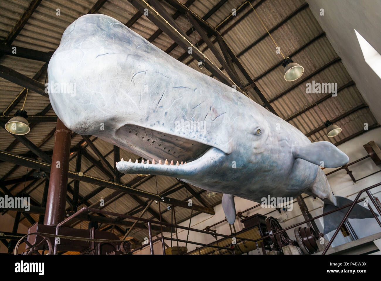 Portugal, Azores, Faial Island, Horta, Old Whaling Factory, large whale
