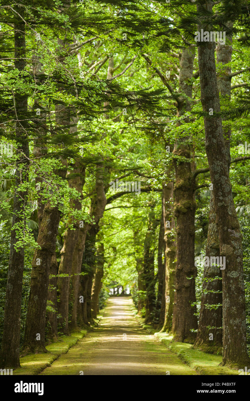 Portugal, Azores, Sao Miguel Island, Furnas, Terra Nostra Garden, tree-lined path Stock Photo