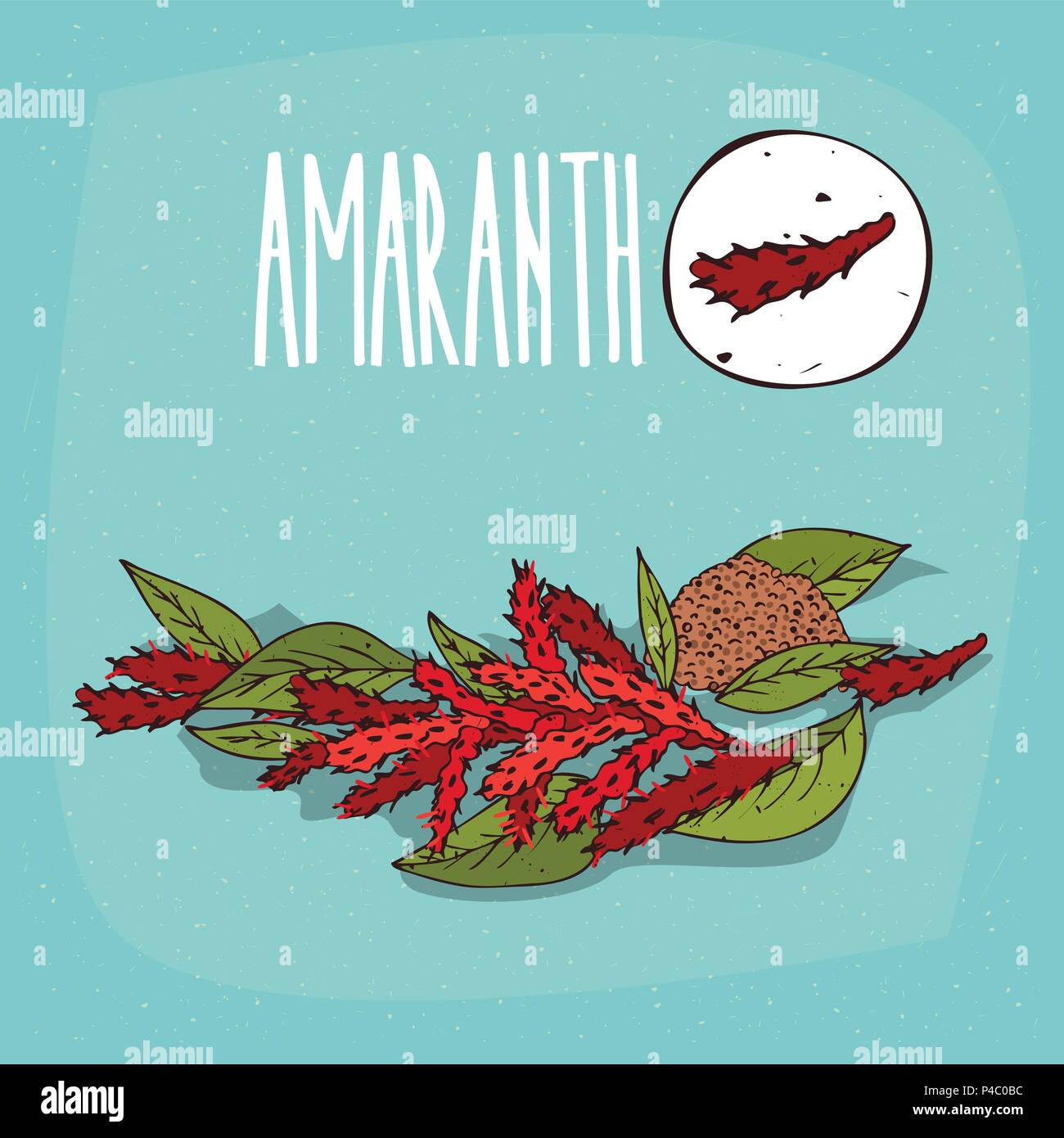 Set of isolated plant Amaranth flowers herb with leaves, Simple round