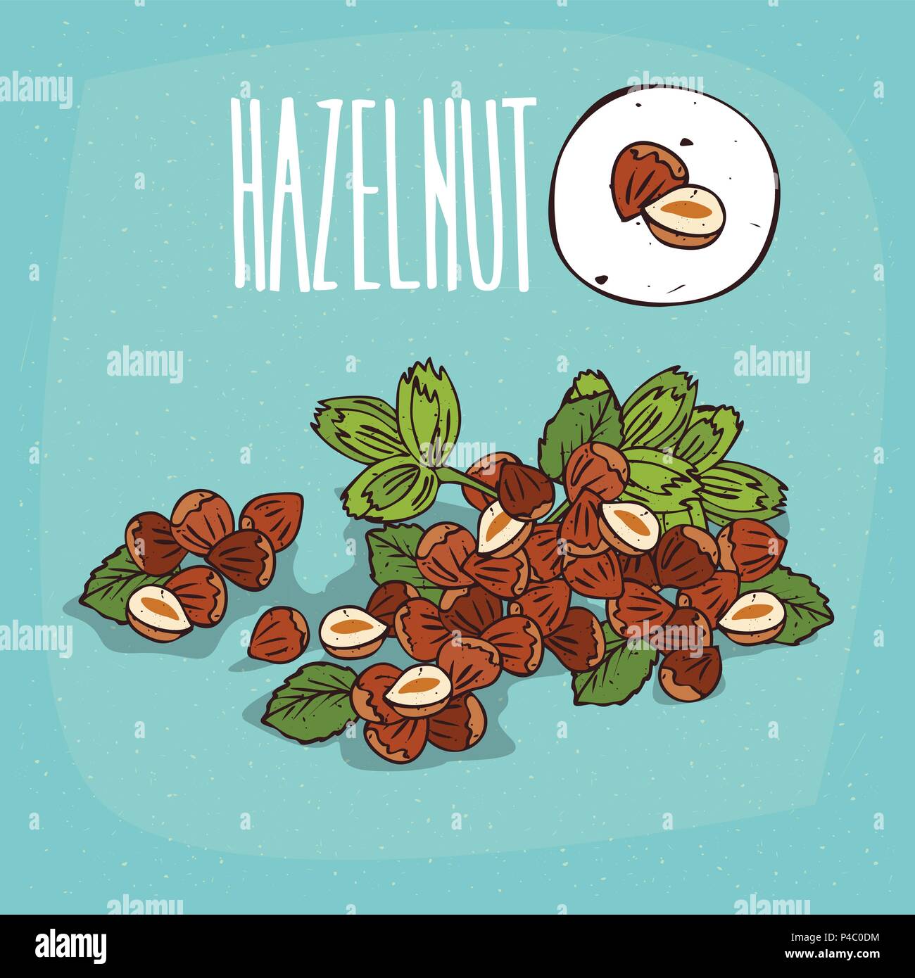 Set of isolated plant Hazelnut nuts herb with leaves, Simple round icon