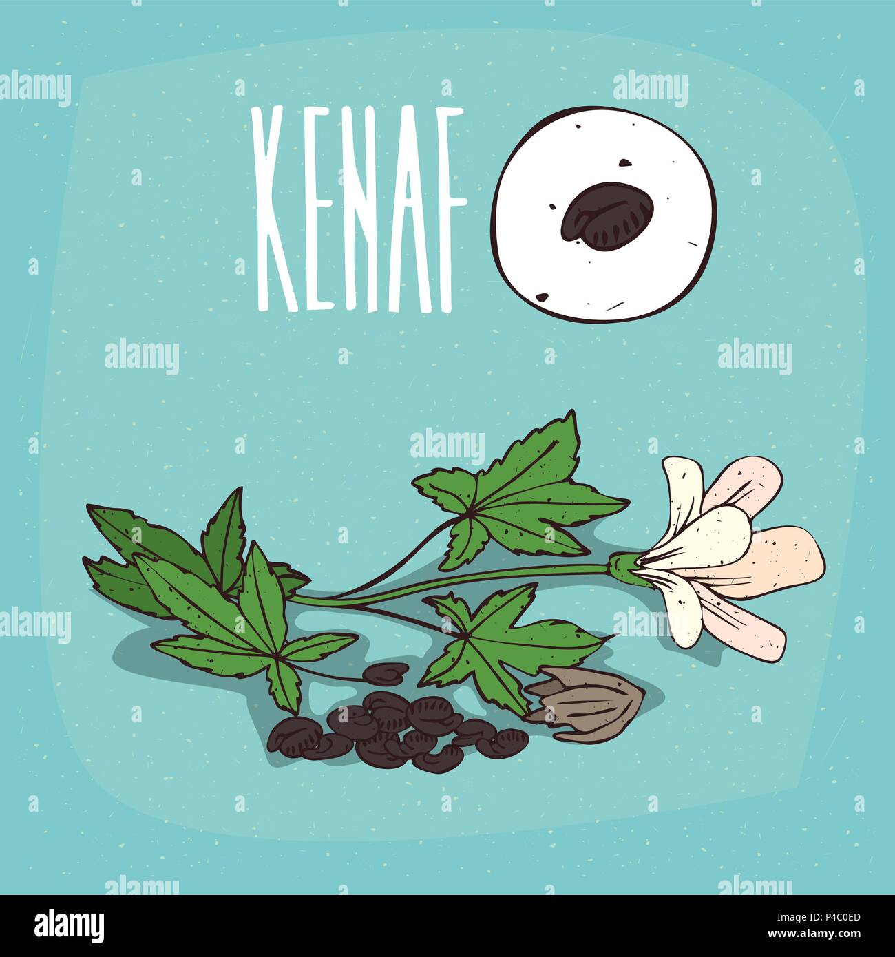 Set of isolated plant Kenaf seeds herb with flowers, leaves, Simple round icon of Hibiscus cannabinus on white background, Lettering inscription Kenaf Stock Vector