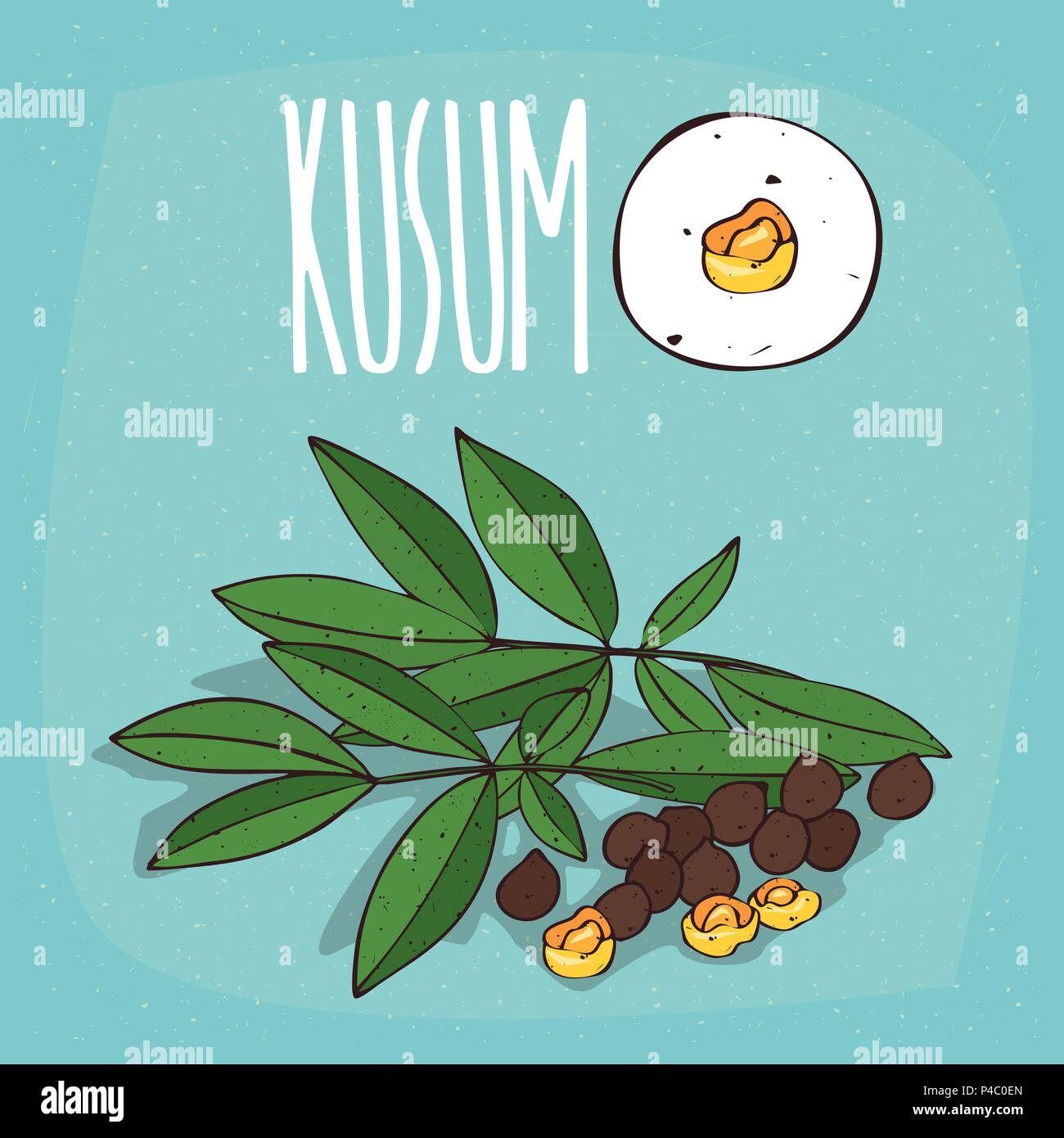 Set of isolated plant Kusum seeds herb with leaves, Simple round icon of Schleichera oleosa on white background, Lettering inscription Kusum Stock Vector