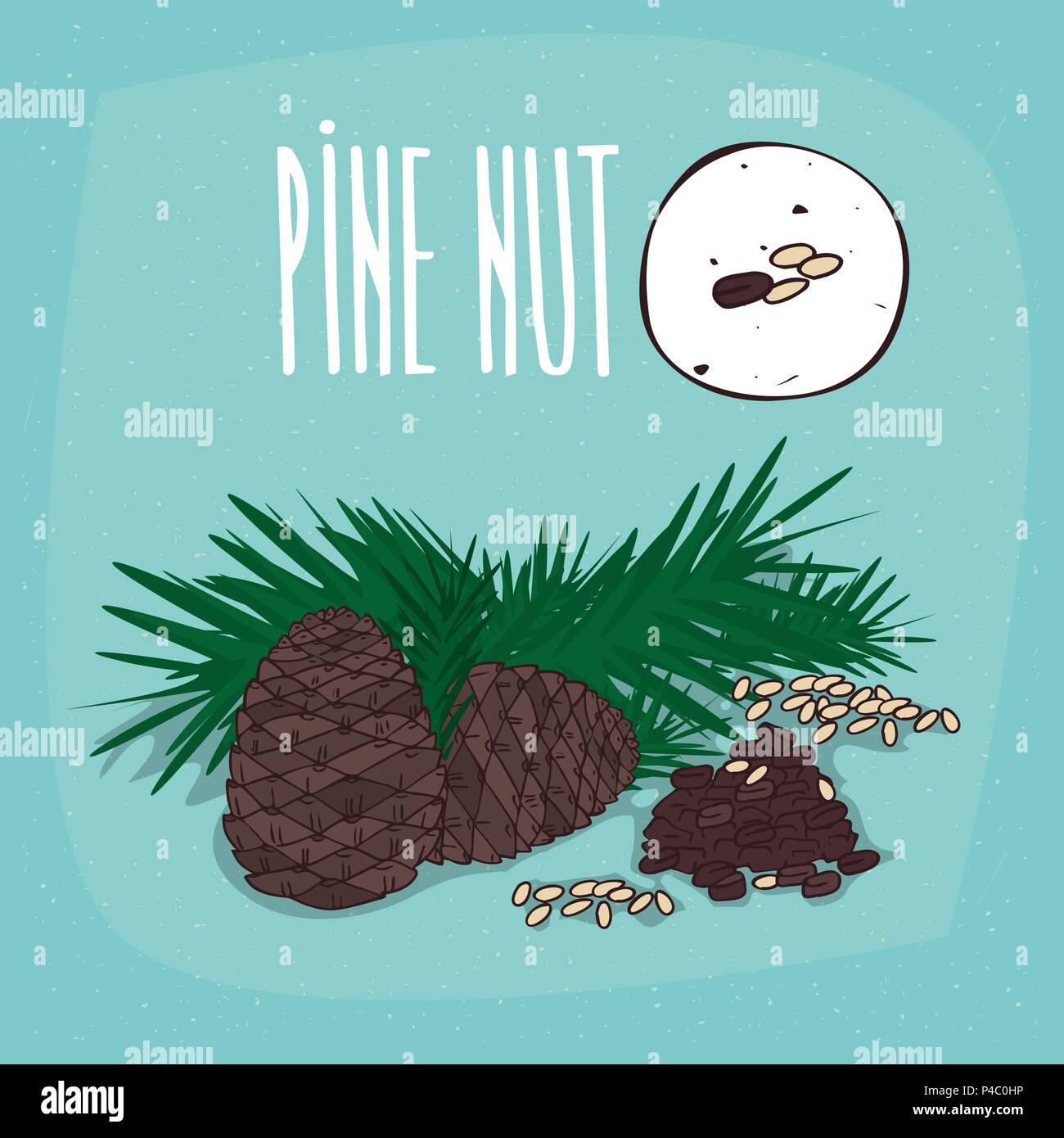 Set of isolated plant Pine nut seeds herb with leaves, nuts, Simple ...