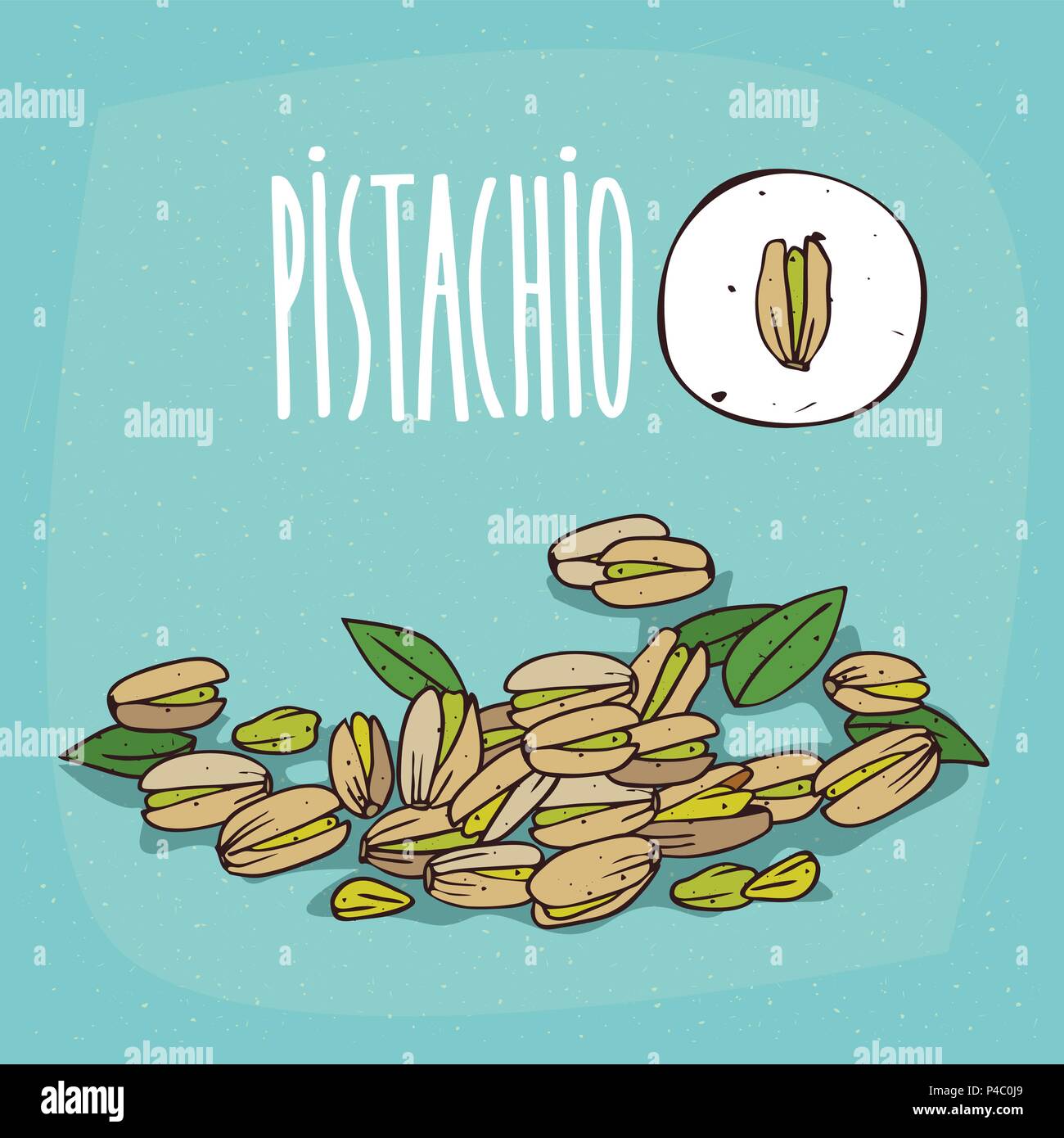 Set of isolated plant Pistachio seeds herb with leaves, Simple round ...