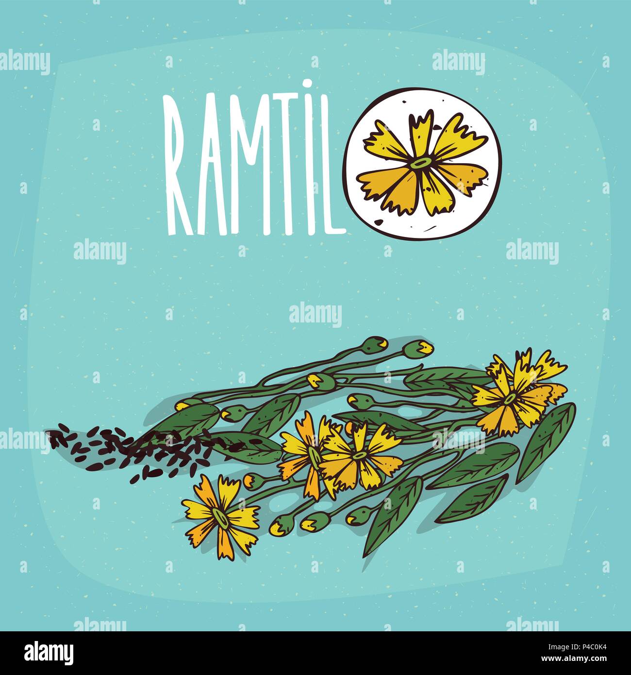 Set of isolated plant Ramtil flowers herb with leaves, seeds, Simple round icon of Guizotia abyssinica on white background, Lettering inscription Ramt Stock Vector
