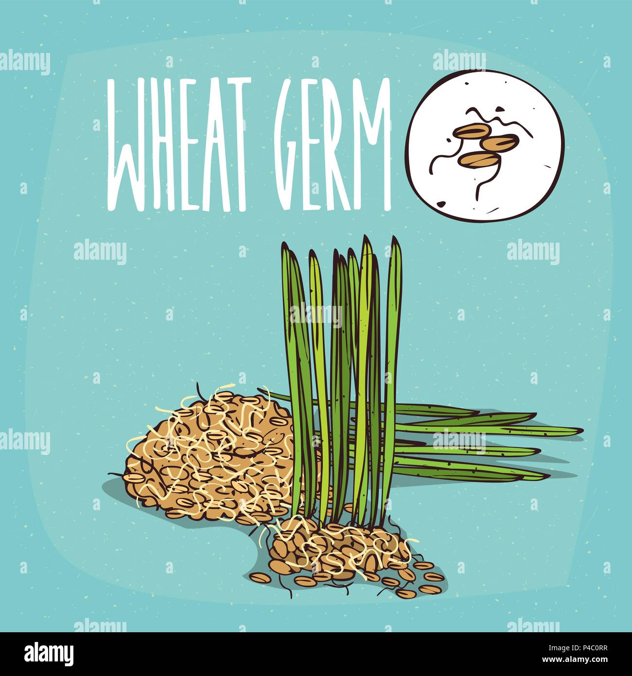 Set of isolated plant Wheat germ grains herb with cereals, Simple round