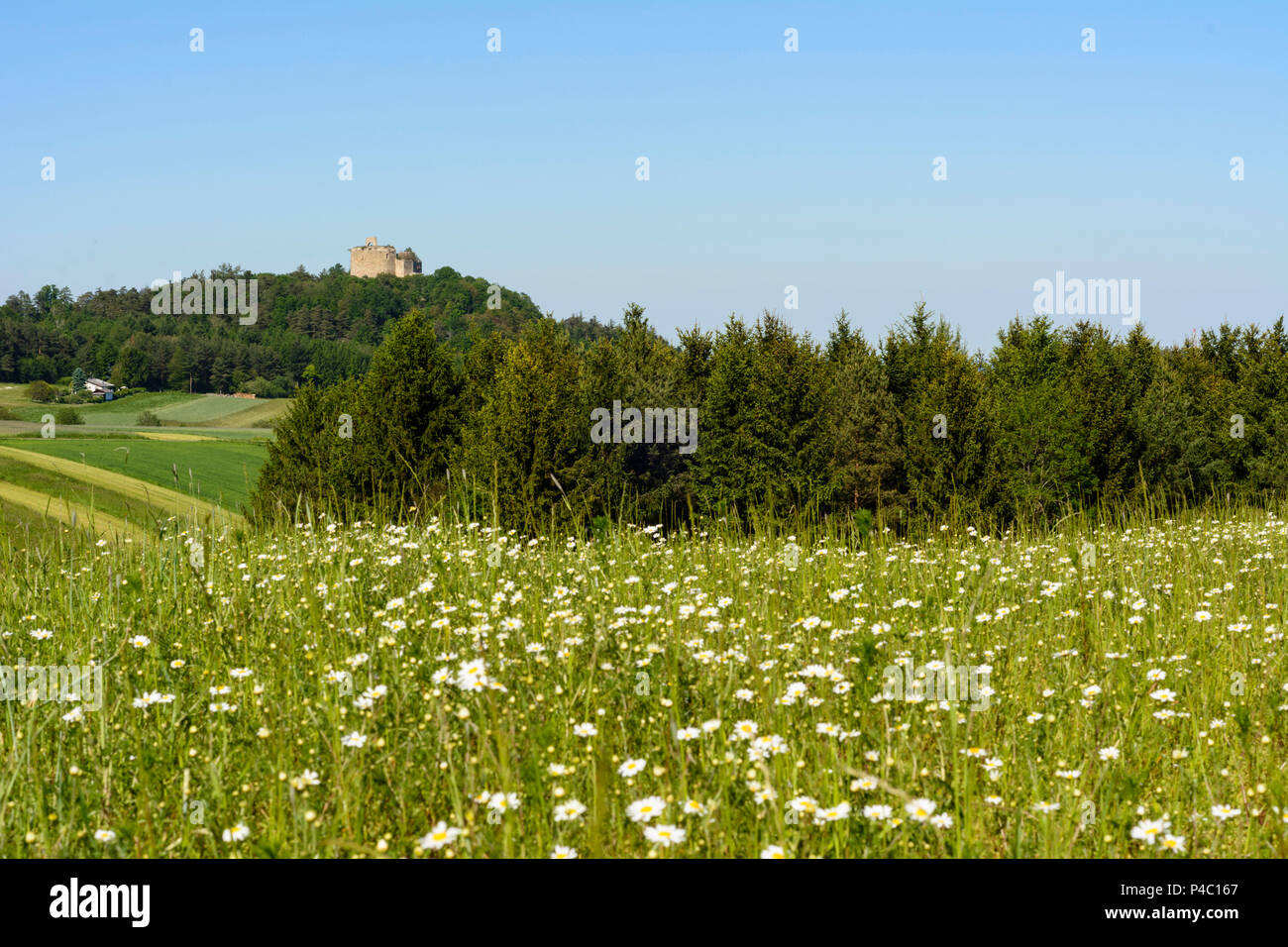 Markt Sankt Martin, castle ruin Landsee, Naturpark Landseer Berge (natural preserve Landsee mountains), meadow, Mittelburgenland, Burgenland, Austria Stock Photo