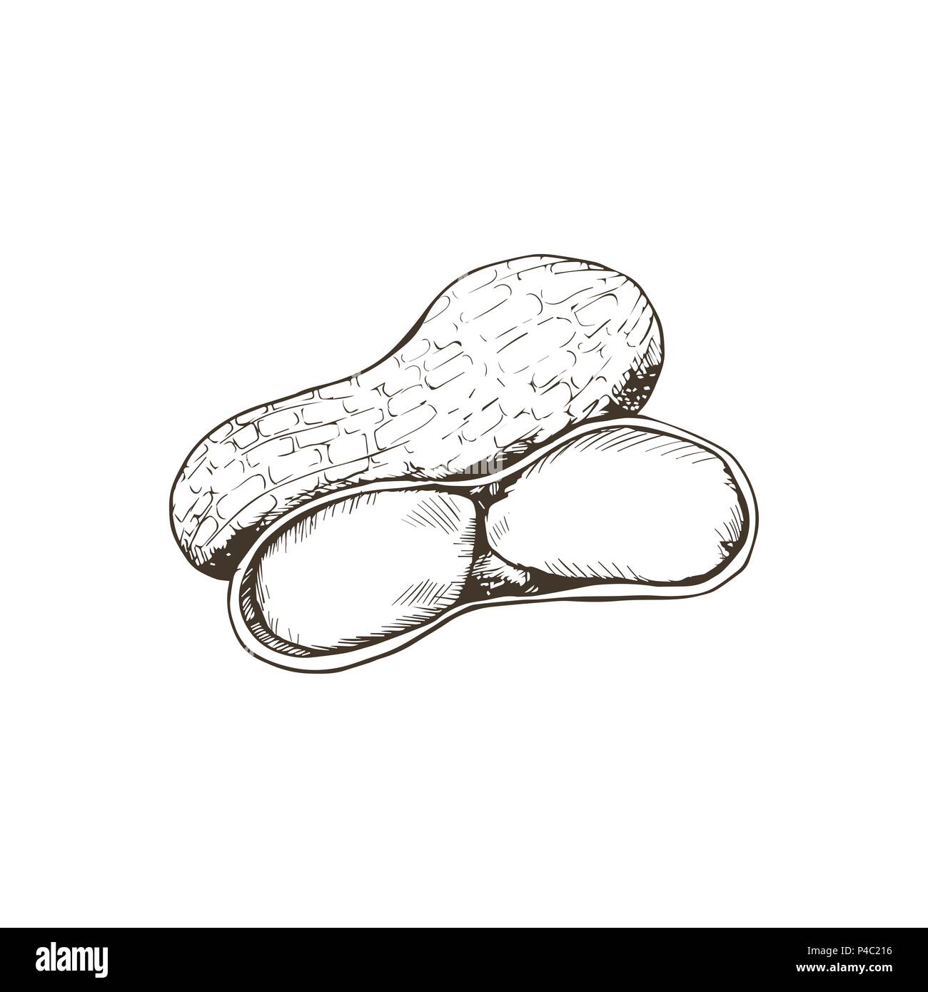 isolated vector nut Stock Vector Image & Art - Alamy