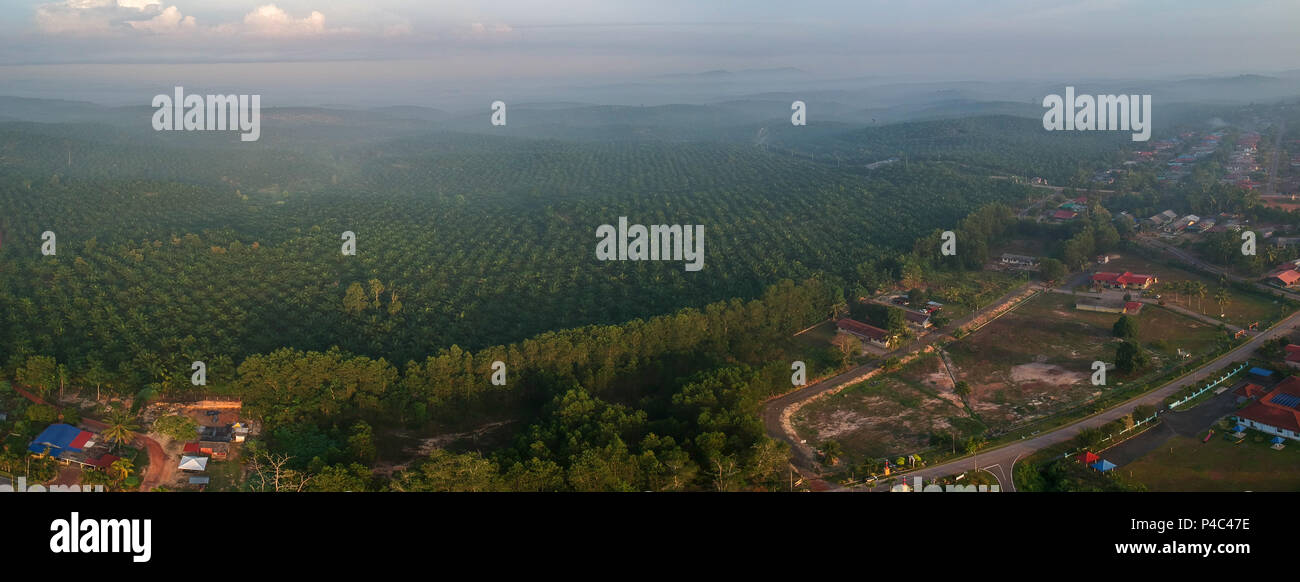 Palm trees plantation in Asia Stock Photo