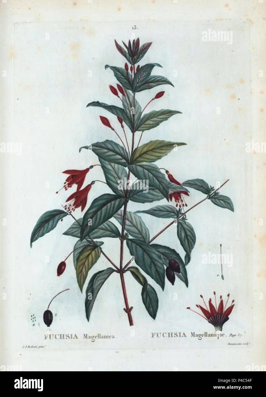 13 Fuchsia magellanica par Pierre-Joseph Redouté. Stock Photo