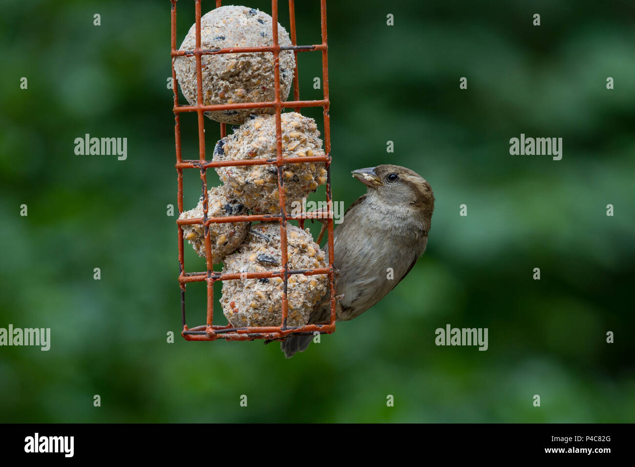 House Sparrow Passer Domesticus Single Adult Female Feeding On