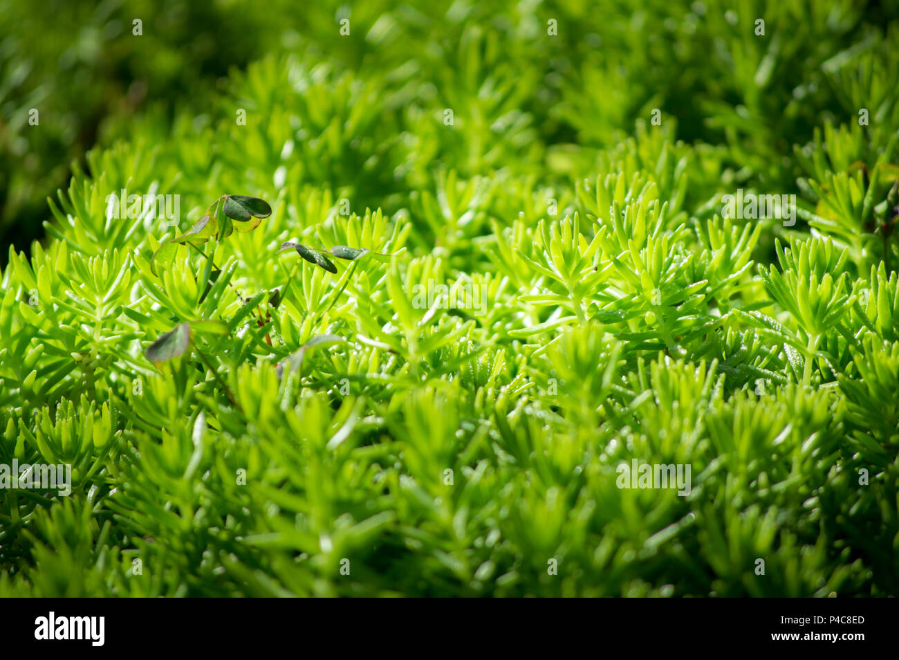 Close-up of gold moss sedum Stock Photo