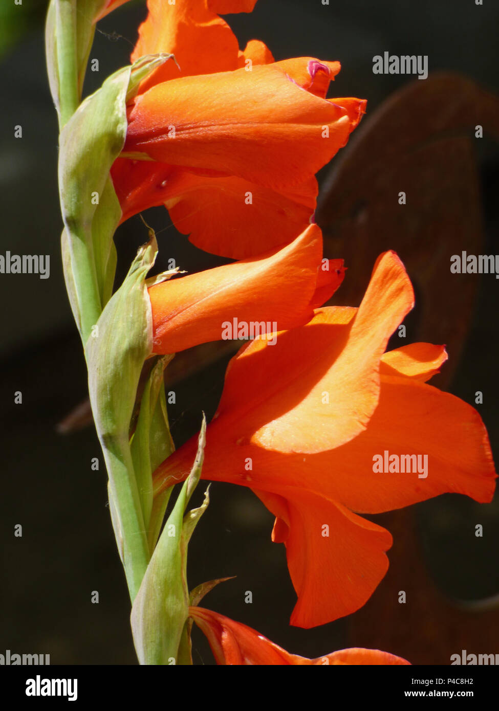 Stem of bright orange gladiola with black background Stock Photo