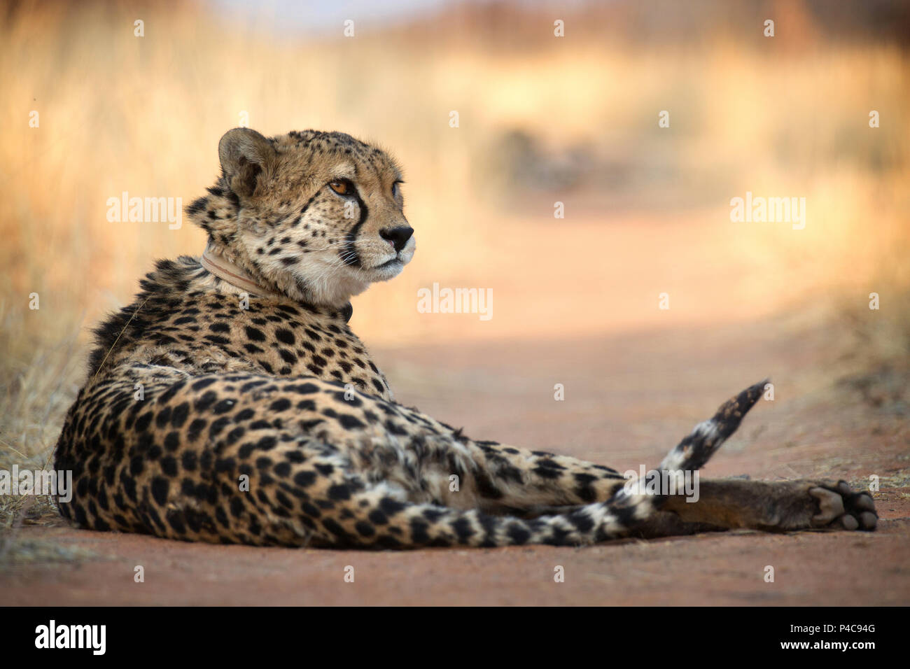 Cheetah at rest on a roadway, with radio collar, Okonjima Reserve, Namibia Stock Photo