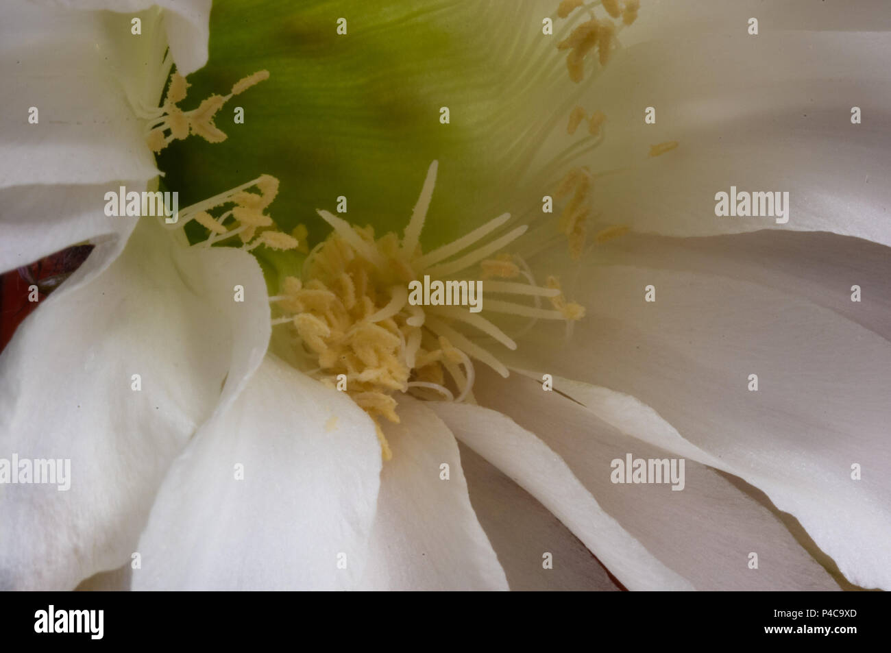 Cactus Echinopsis Tubiflora Stock Photo Alamy Cactus Echinopsis Tubiflora Stock Photo Alamy