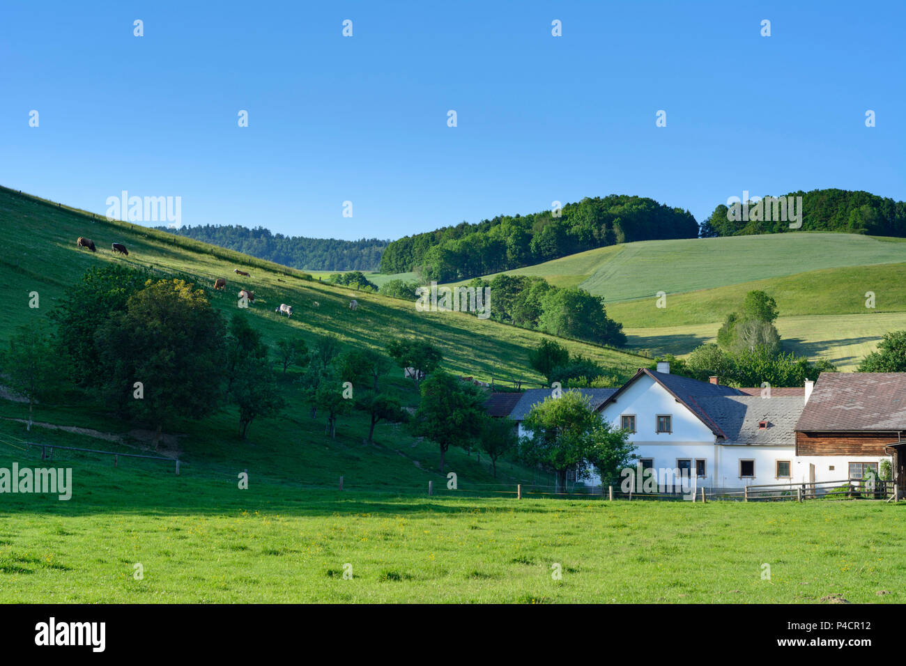 Hochneukirchen-Gschaidt, farm house, cows, Bucklige Welt, Wiener ...