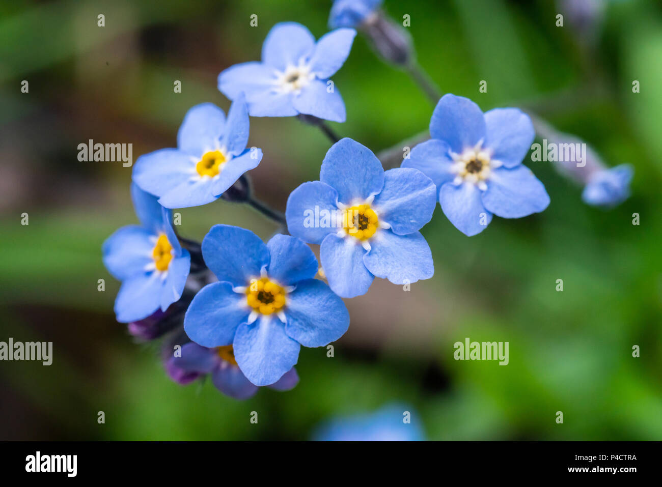 Myosotis scorpioides which is also called Forget Me Not Stock Photo