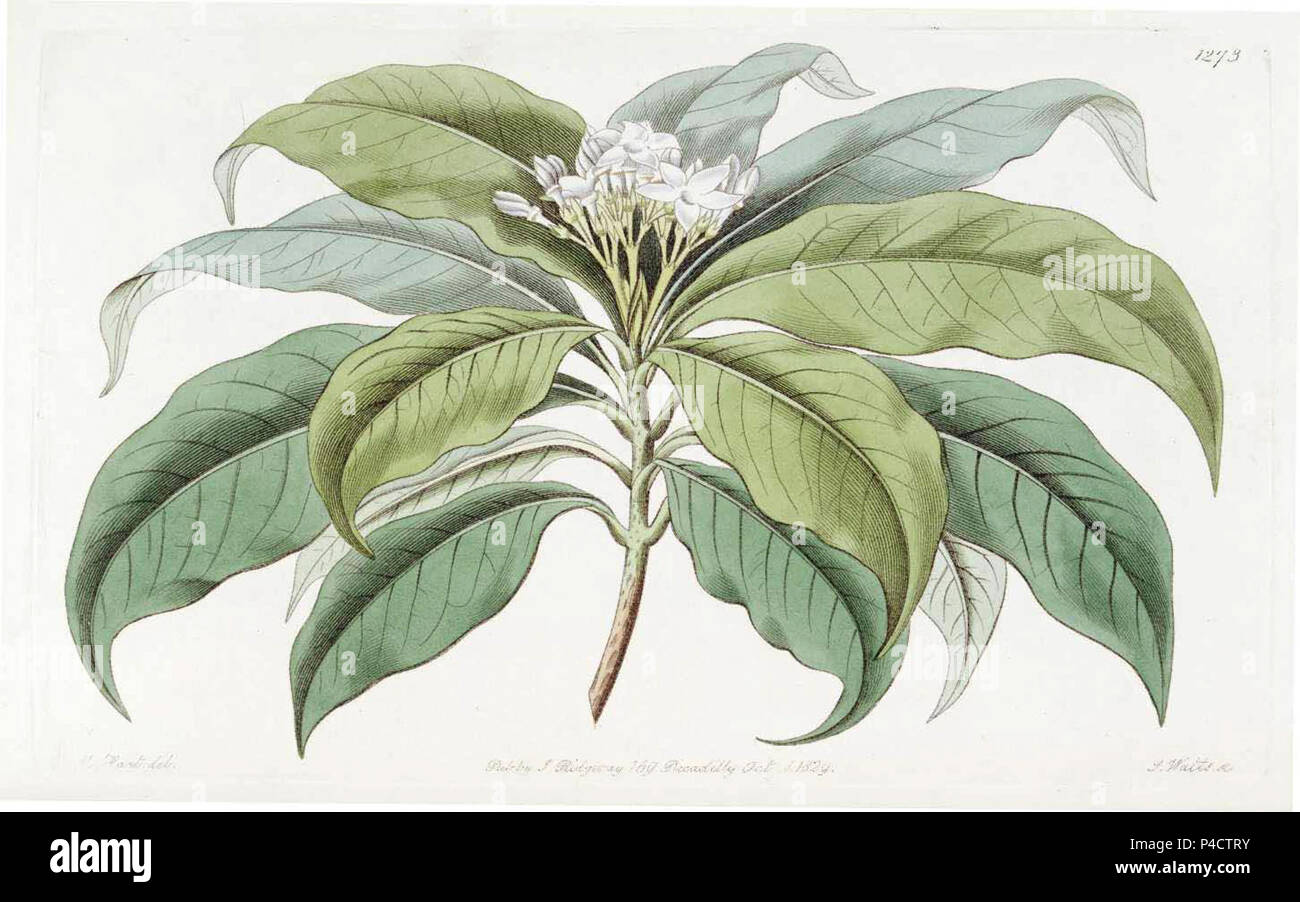 1273 Rauvolfia densiflora. Stock Photo