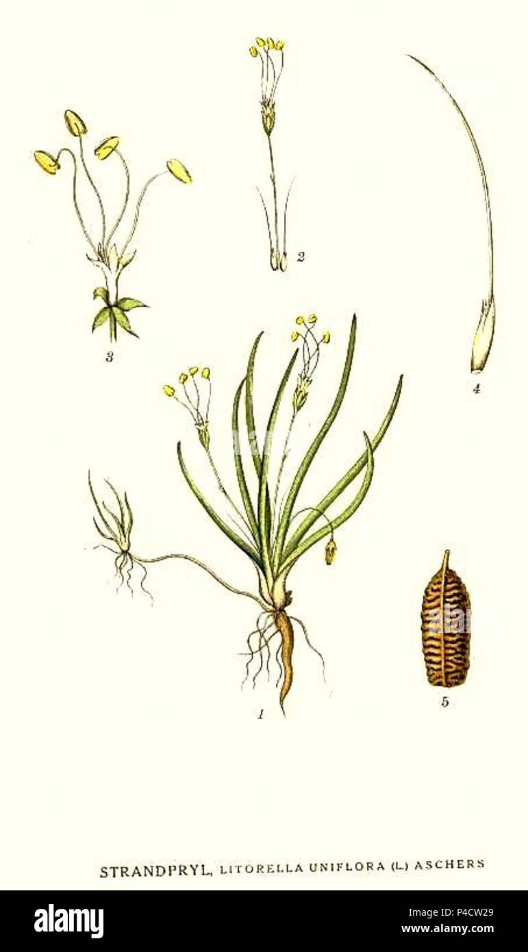 129 Littorella uniflora. Stock Photo