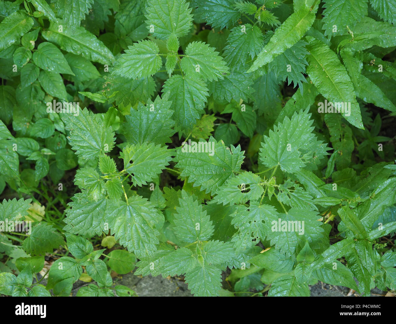 Nettle Urtica Dioica Aka Stinging Nettle Plant Stock Photo Alamy