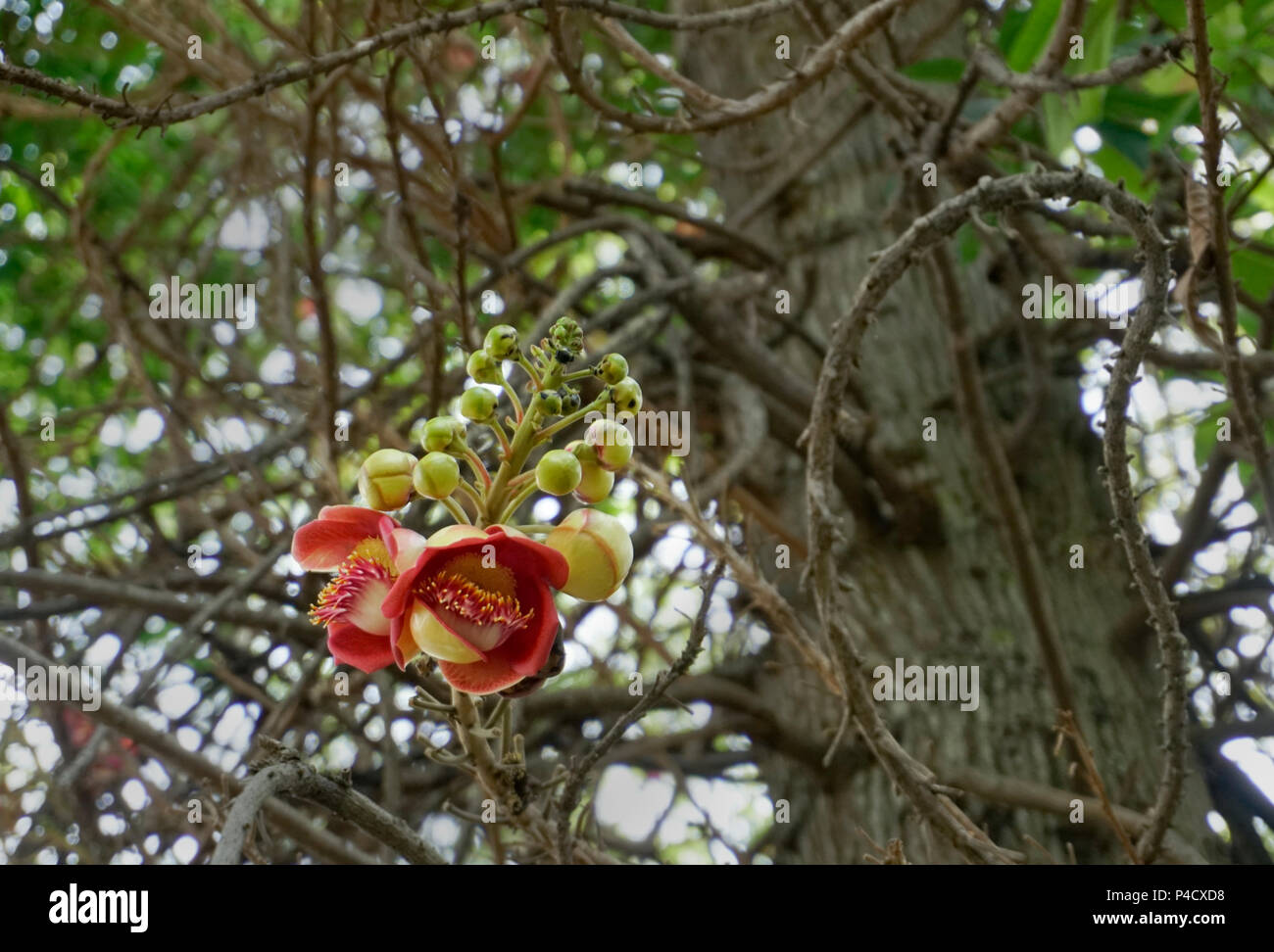 The Shorea siamensis (couroupita guianensis) tree is also called dark red meranti, light red meranti, or red lauan and  is a species of plant in the D Stock Photo