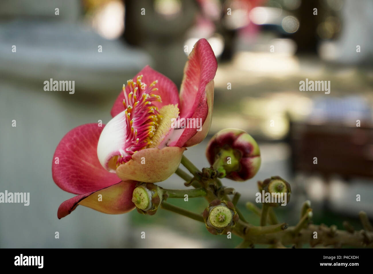 The Shorea siamensis (couroupita guianensis) tree is also called dark red meranti, light red meranti, or red lauan and  is a species of plant in the D Stock Photo