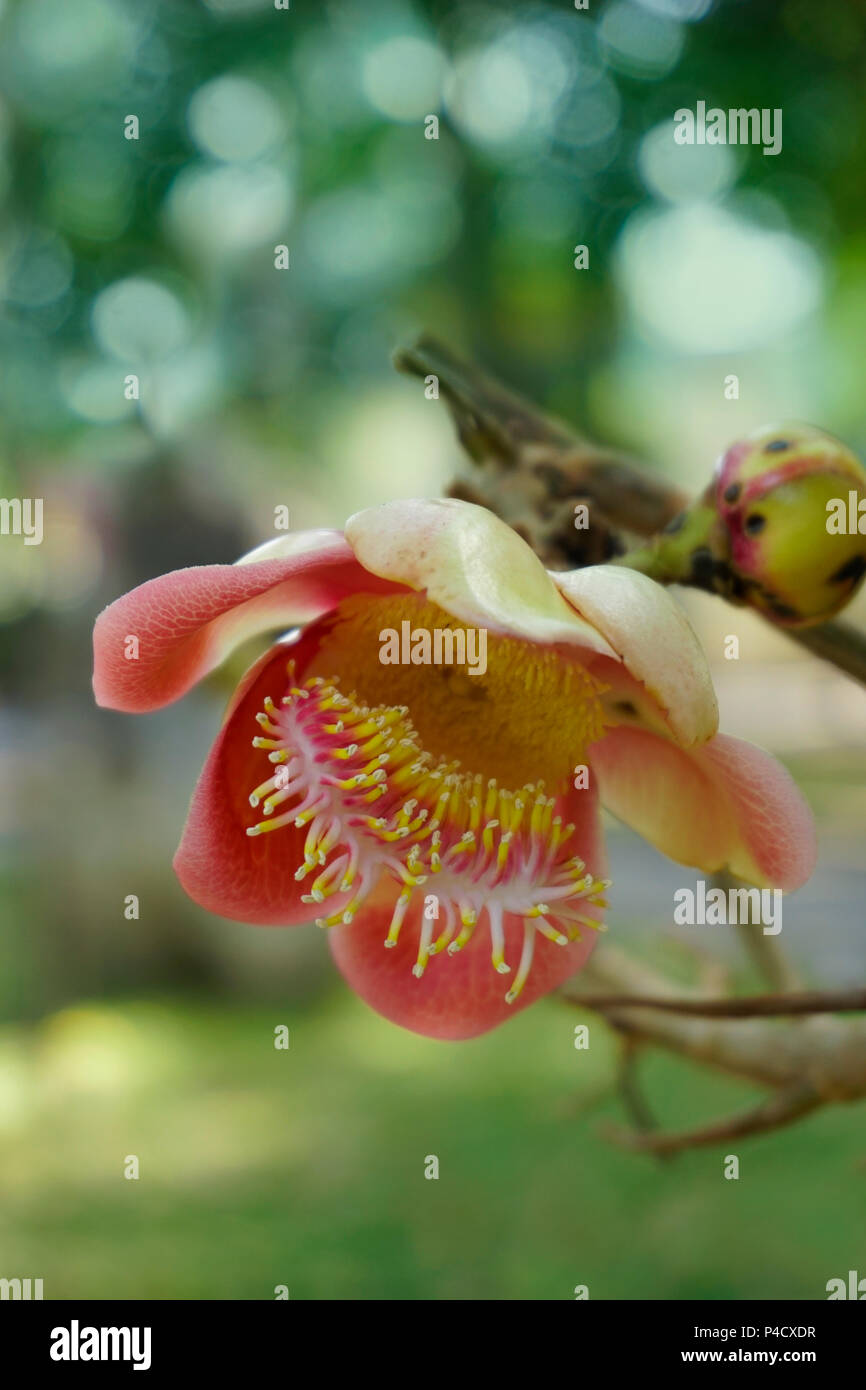 The Shorea siamensis (couroupita guianensis) tree is also called dark red meranti, light red meranti, or red lauan and  is a species of plant in the D Stock Photo